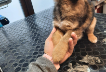 Veterinarul Clinica Veterinara Targu Neamt - DondorVet