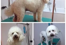 Veterinarul Clinica Veterinara Vasi Vet
