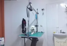 Veterinarul Clinica Veterinara Vasi Vet