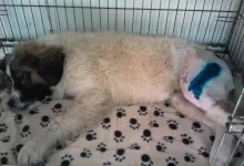 Veterinarul Clinica Veterinara Vasi Vet