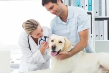 Veterinarul Cabinet Veterinar Moinesti