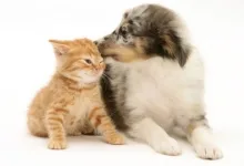 Veterinarul Dispensar Veterinar Rasnov