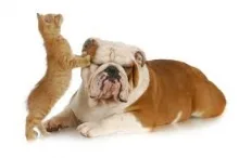 Veterinarul Dispensar Veterinar Rasnov