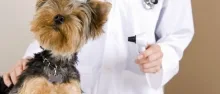 Veterinarul Cabinet Veterinar Dorohoi