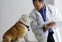 Veterinarul Cabinet Veterinar Dorohoi
