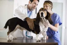 Veterinarul Cabinet Veterinar Dorohoi