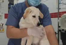 Veterinarul Dream Vet - Cabinet Veterinar Ghencea