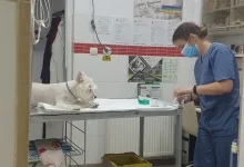 Veterinarul Dream Vet - Cabinet Veterinar Ghencea
