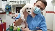 Veterinarul Dream Vet - Cabinet Veterinar Ghencea