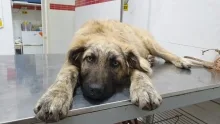 Veterinarul Dream Vet - Cabinet Veterinar Ghencea
