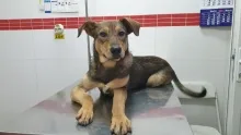 Veterinarul Dream Vet - Cabinet Veterinar Ghencea