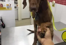 Veterinarul Dream Vet - Cabinet Veterinar Ghencea