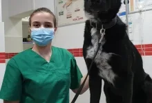Veterinarul Dream Vet - Cabinet Veterinar Ghencea