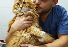 Veterinarul Dream Vet - Cabinet Veterinar Ghencea