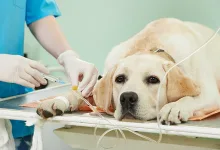 Veterinarul Cabinet Veterinar CANIS VET