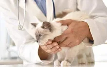 Veterinarul Cabinet Veterinar CANIS VET