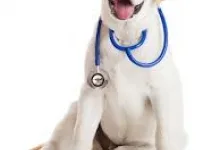 Veterinarul Cabinet Veterinar Bailesti