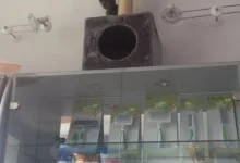 Veterinarul Cabinet Veterinar Snagov