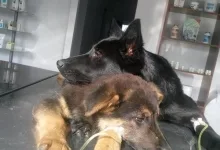 Veterinarul Cabinet Veterinar Snagov