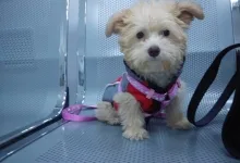Veterinarul Prima-Vet