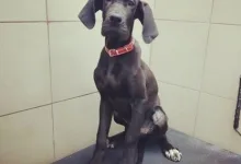 Veterinarul Prima-Vet