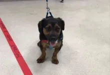 Veterinarul Prima-Vet