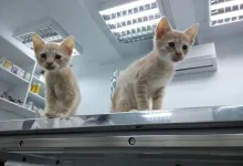 Veterinarul Prima-Vet