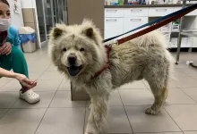 Veterinarul Prima-Vet