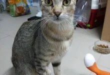 Veterinarul Prima-Vet