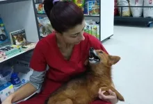 Veterinarul Prima-Vet