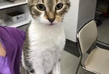 Veterinarul Prima-Vet