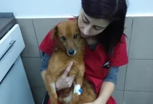 Veterinarul Prima-Vet