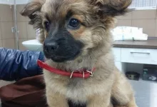 Veterinarul Prima-Vet