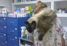 Veterinarul Prima-Vet