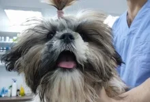 Veterinarul Prima-Vet