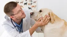 Veterinarul Cabinet Veterinar Caracal