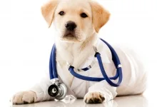 Veterinarul Cabinet Veterinar Buhusi