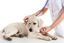 Veterinarul Cabinet Veterinar Buhusi