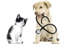 Veterinarul Cabinet Veterinar Buhusi