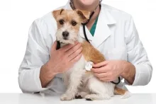 Veterinarul Cabinet Veterinar Turnu Magurele