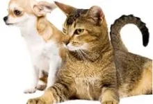 Veterinarul Cabinet Veterinar Turnu Magurele