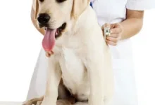 Veterinarul Cabinet Veterinar Turnu Magurele