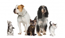 Veterinarul Cabinet Veterinar Slanic Moldova