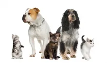 Veterinarul Cabinet Veterinar Slanic Moldova