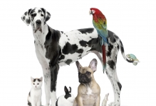 Veterinarul Cabinet Veterinar Slanic Moldova