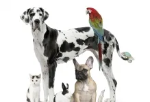 Veterinarul Cabinet Veterinar Slanic Moldova