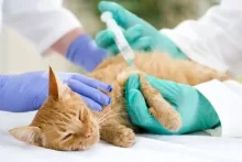 Veterinarul Cabinet Veterinar Slanic Moldova