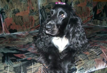 Veterinarul VET MEDICAL CONSULTING S.R.L.