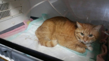 Veterinarul VET MEDICAL CONSULTING S.R.L.