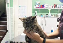 Veterinarul VET MEDICAL CONSULTING S.R.L.